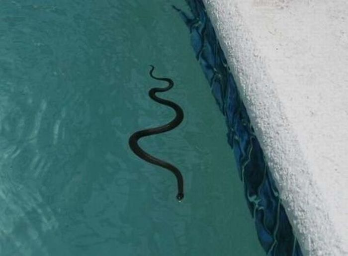 havuzda yılan