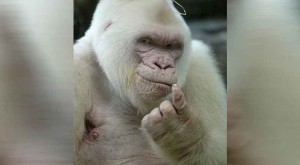 Albino Goril