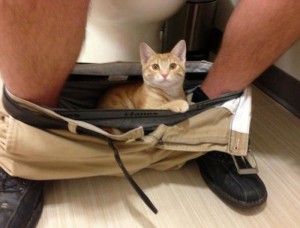 Tuvalette Bile Huzur Vermeyen Kedi