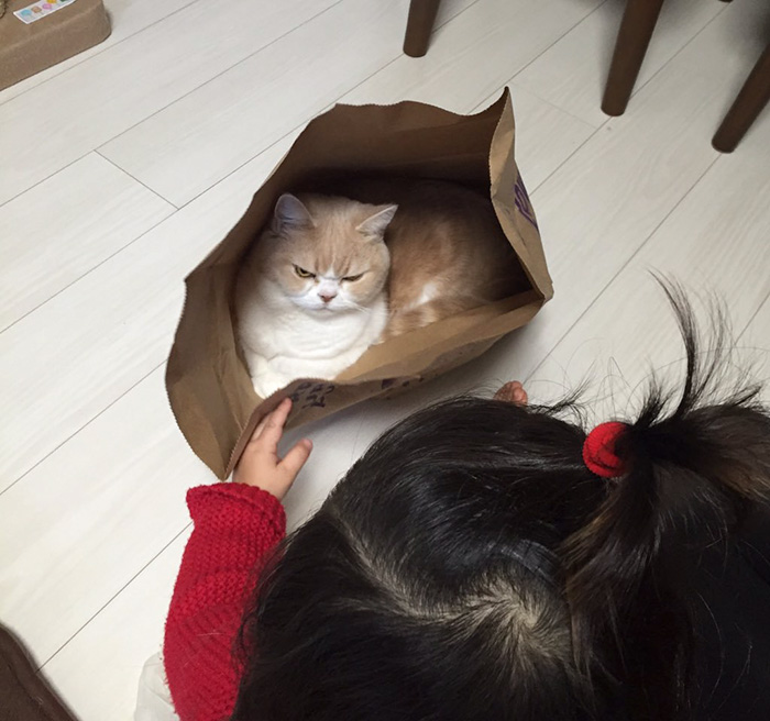 Kötü Kedi Şerafettin Japonya Şubesi