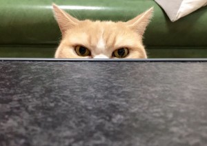 Kötü Kedi Şerafettin Japonya Şubesi