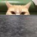 Kötü Kedi Şerafettin Japonya Şubesi